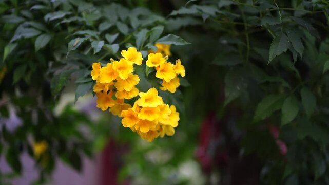 close up yellow flower ,yellow elder, trumpetbush, trumpetflower, yellow trumpet-flower, yellow trumpetbush