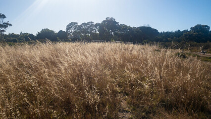 Tokai forest park, with dry grass and large trees, Cape Town, South Africa.