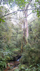 Forest trees and canopy in Kwa Zulu Natal, South Africa.