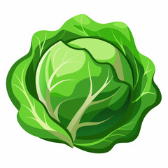 cabbage isolated on white background