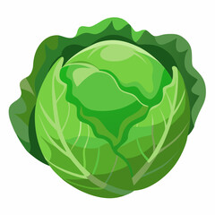 cabbage isolated on white background