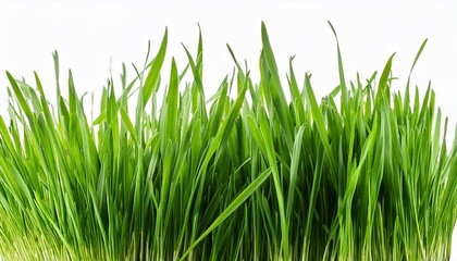 green grass isolated on white