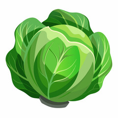 cabbage isolated on white background