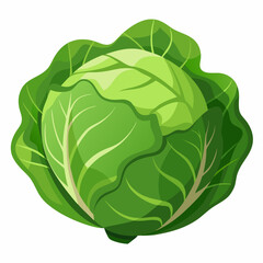 cabbage isolated on white background