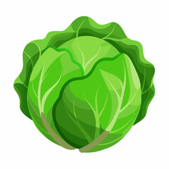 cabbage isolated on white background