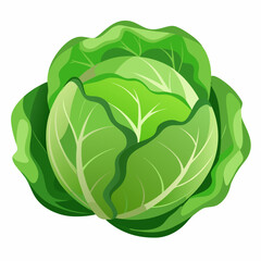 cabbage isolated on white background