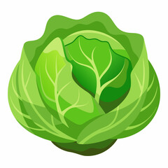 cabbage isolated on white background
