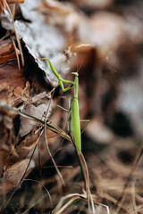 Macro photo of a green European praying mantis on a background of leaves and a tree. The praying mantis looks into the camera. Close-up of the eye