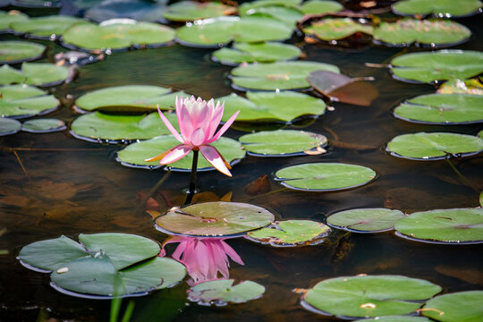 Ninfeia rosa. Flor aqu&aacute;tica.