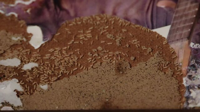 termites eating wood from photo frame