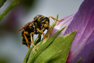 Wasp sitting on a flower