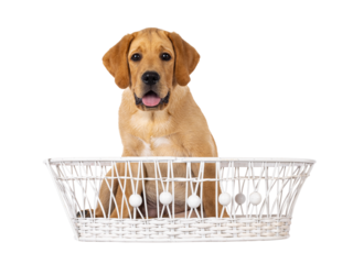 Handsome 3 months old Labrador dog puppy, sitting in white basket. Looking towards camera. Isolated cutout on a transparent background.