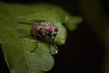 fly on leaf