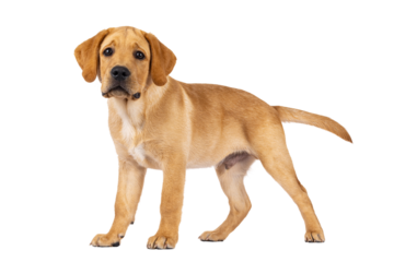 Handsome 3 months old Labrador dog puppy, standing side ways. Looking towards camera. Isolated cutout on a transparent background.