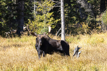 Bull Moose During the Rut in Autumn in Grand Teton National Park Wyoming