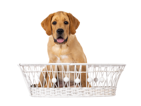Handsome 3 months old Labrador dog puppy, sitting in white basket. Looking towards camera. Isolated cutout on a transparent background.