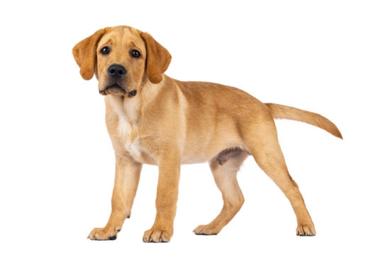 Handsome 3 months old Labrador dog puppy, standing side ways. Looking towards camera. Isolated cutout on a transparent background.