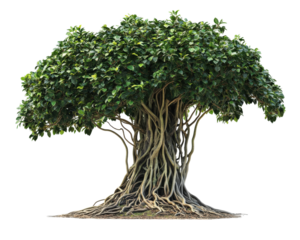lush Amazonian strangler fig vine with intricate roots and dense foliage, showcasing its unique growth pattern and vibrant green leaves. tree structure is both captivating and complex