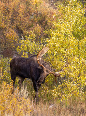 Bull Moose During the Rut in Autumn in Grand Teton National Park Wyoming