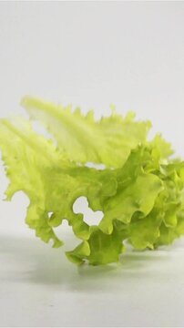 Lettuce falling and splashing on white surface with isolated white grey bg in slow-motion shot on high-speed camera rapidly. Bouncing fresh tasty green meal. Vertical Shot.
