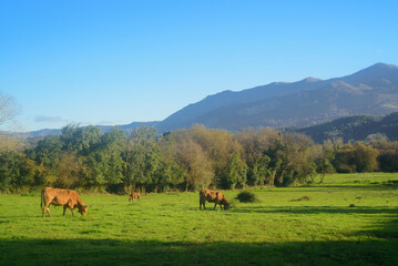 Vacas pastando en pradera junto al sierra de Sueve