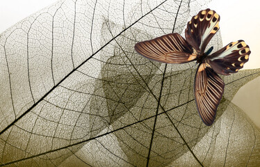 bright tropical swallowtail butterfly on skeletonized leaves. natural brown background
