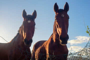 Caballos delgados mirando a cámara en pradera de Asturias