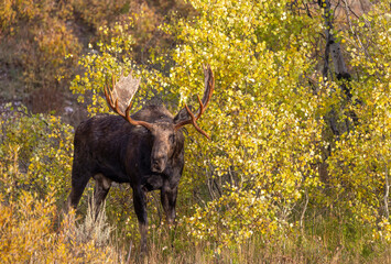Bull Moose During the Rut in Autumn in Grand Teton National Park Wyoming