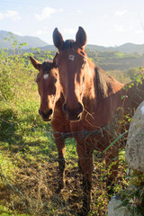 Caballos delgados mirando a cámara en pradera de Asturias