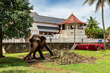 Elephant at the Tooth Temple in Kandy Sri Lanka