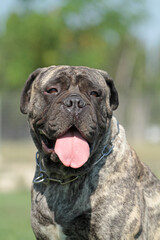 portrait of bullmastiff adult in garden 