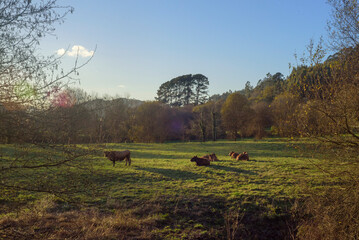 Vacas tumbadas en pradera en orilla de río en Asturias © Darío Peña