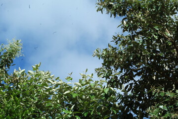 Céu verde