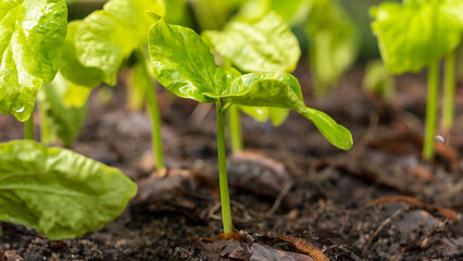 Plántula germinando en vivero forestal programa de reforestación 