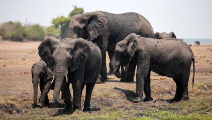 African elephants group closeup view. Wild animals  family in National Park, Africa