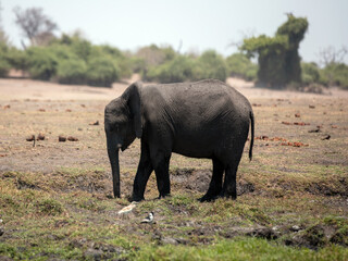 Fototapeta premium African elephant in Chobe National Park in Botswana Africa..