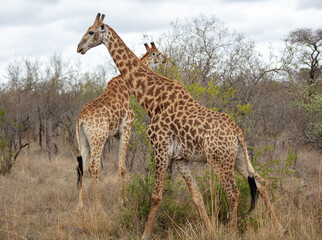 Giraffe, long neck safari animals grazing at Chobe national park in Botswana, Africa
