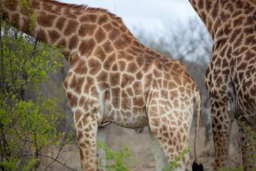 Giraffe, , safari animals grazing at Chobe national park in Botswana, Africa. Closeup on skin spots
