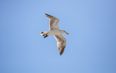 Seagull, open wing fly, clear blue sky background. Kelp or dominican Gull under view, South Africa,