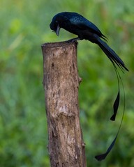 greater racket-tailed drongo looking for food