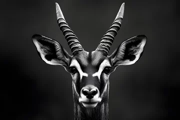 Majestic Antelope Gazes, Wild Animal Portrait, Striking Horns, Dark Background, Wildlife Beauty