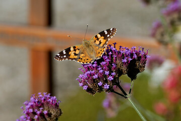 Painted Lady (Vanessa Cardui) Butterfly perched on purple flower in Zurich, Switzerland
