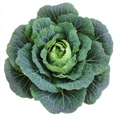 Obraz premium Green Cabbage Head: A vibrant green cabbage head with intricate leaf patterns and a tight, compact core, showcasing the freshness and natural beauty of this popular vegetable.