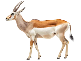 Selbstklebende Fototapeten Eland antelope isolated on transparent background © roy9