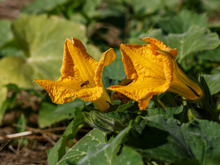 A bee collects nectar on the flowers of pumpkin. Pumpkin ( Latin- Cucurbita ) is a genus of...