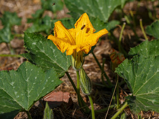 A bee collects nectar on the flowers of pumpkin. Pumpkin ( Latin- Cucurbita ) is a genus of...