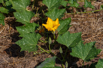 A bee collects nectar on the flowers of pumpkin. Pumpkin ( Latin- Cucurbita ) is a genus of...