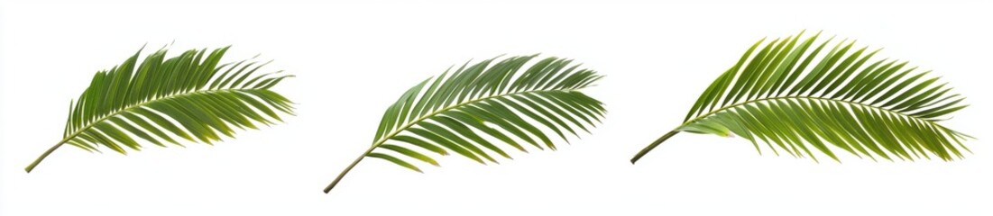 Naklejka premium Palm Fronds Trio: Three vibrant green palm fronds, arranged in a visually appealing composition, showcase the delicate beauty and tropical feel of these elegant leaves. 
