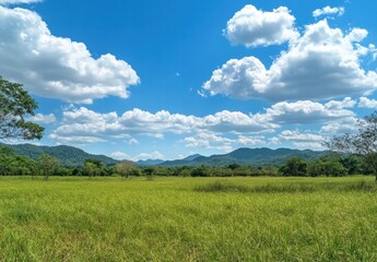 Fototapeta premium A large field of grass with a clear blue sky above