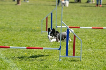 Dog agility 